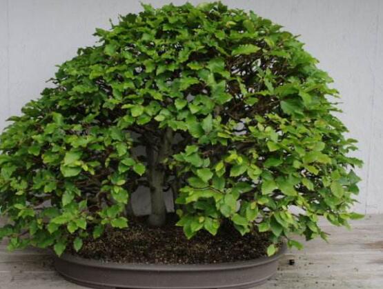 榕树叶子发黄落叶怎么补救,榕树叶子发黄是什么原因