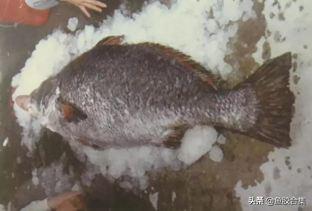 赤嘴鳘鱼鱼胶的功效和作用,赤嘴鱼胶的功效测评