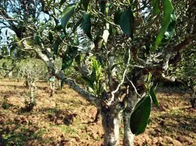 中国六大普洱茶山,普洱真正的六大茶山