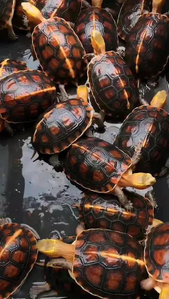 养殖龟品种大全宠物龟的养殖前景,养殖龟品种大全及价格