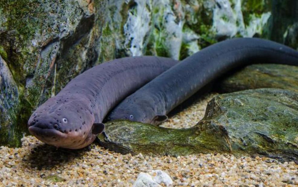 亚马逊雨林十大恐怖动物,亚马逊雨林的十大恐怖生物