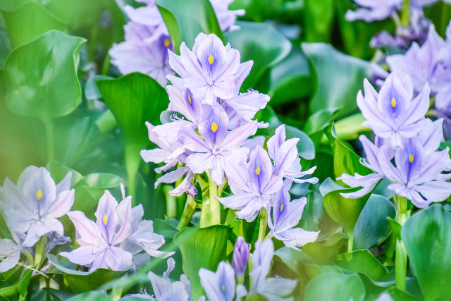 喜欢“水中花”就养这4种,一年四季有花赏,个个都很“仙”