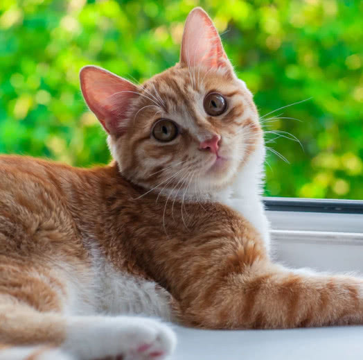 猫草对猫咪功效的研究文献,猫咪吃猫草的5个你不知道的好处