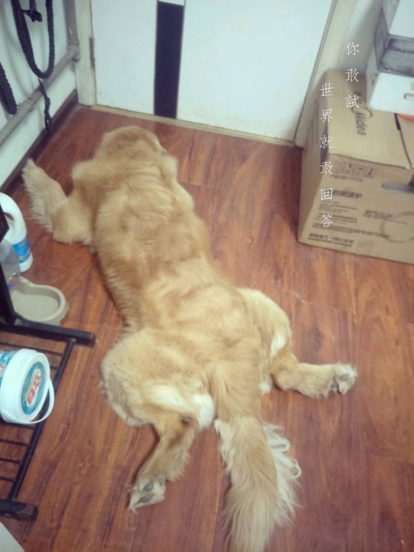 金毛被女主人说长得越来越丑,女孩吐槽猫咪长得丑被反扑