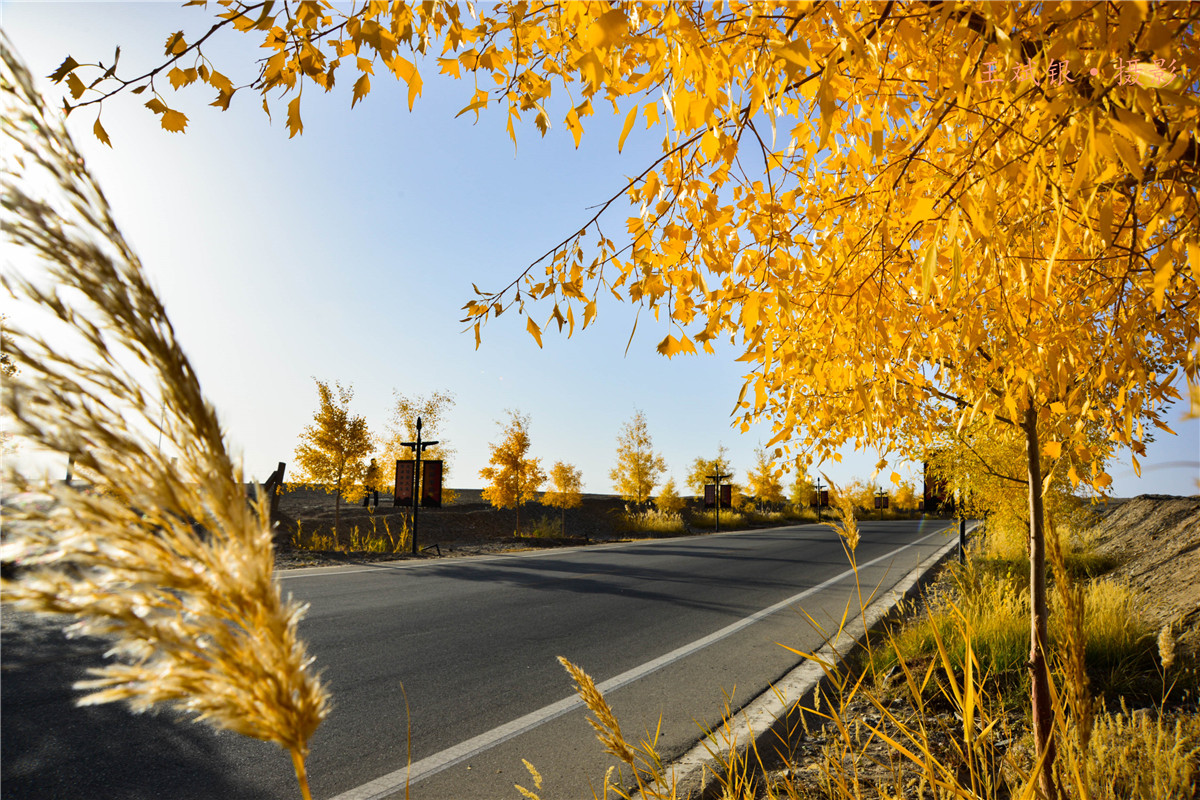 第一次去看胡杨的感触,第一次体验到沙漠乐趣