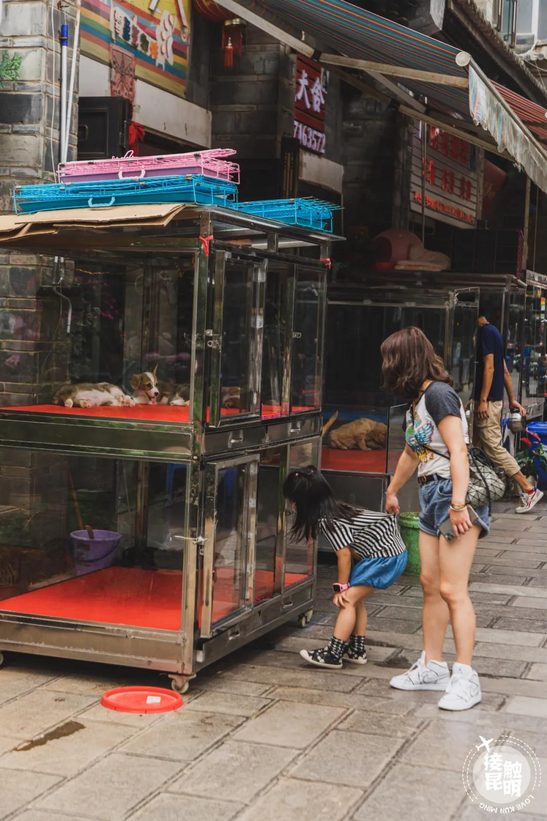 逛花卉市场赏心悦目,逛花鸟市场的快乐