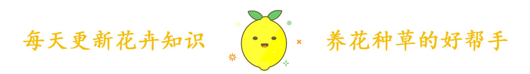 鹅掌木招财树,鹅掌木好养吗