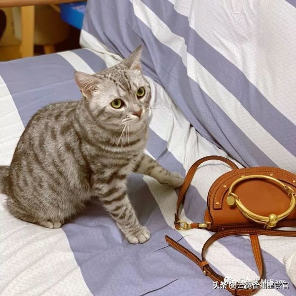 大家的包包和宠物,都太可爱了!