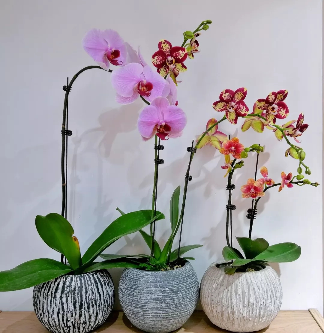 蝴蝶兰难养,蝴蝶兰开花后需要做好的养护要点