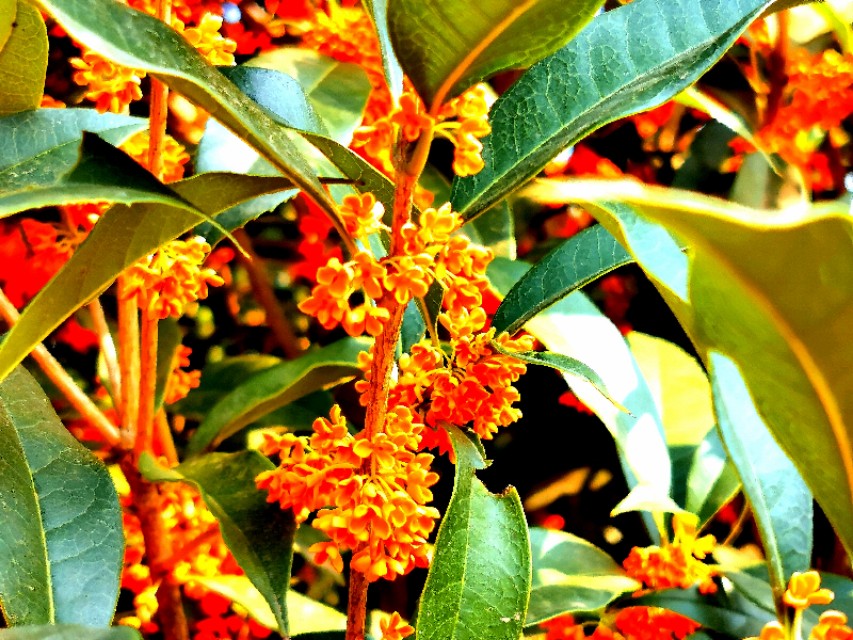 金秋十月金灿灿的桂花又香又美丽,又香又美的红桂花