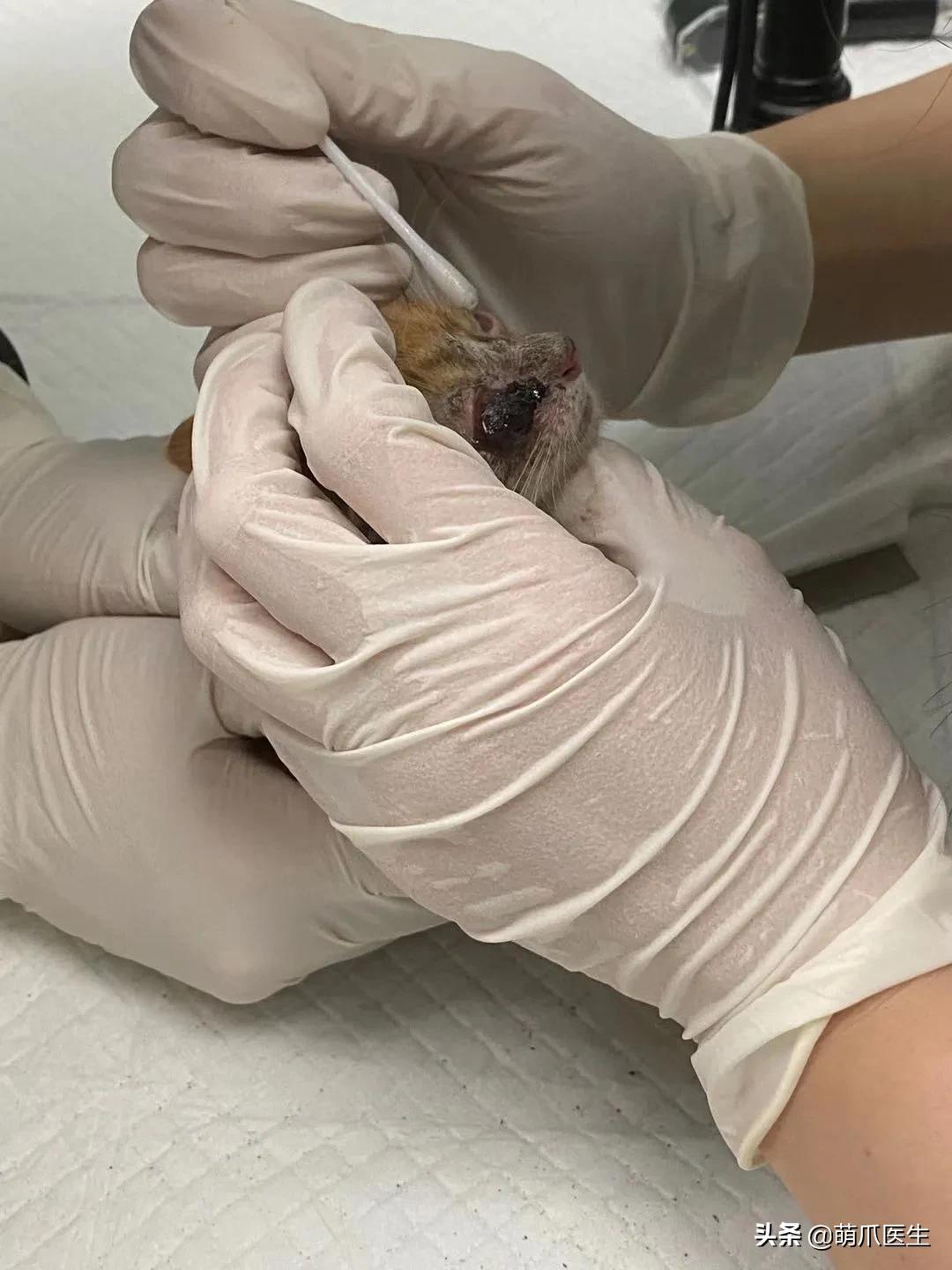 双目失明的猫怎么养,双目失明的猫有哪些