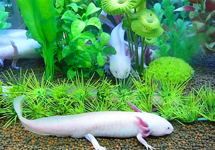 六角恐龙宠物,宠物六角恐龙