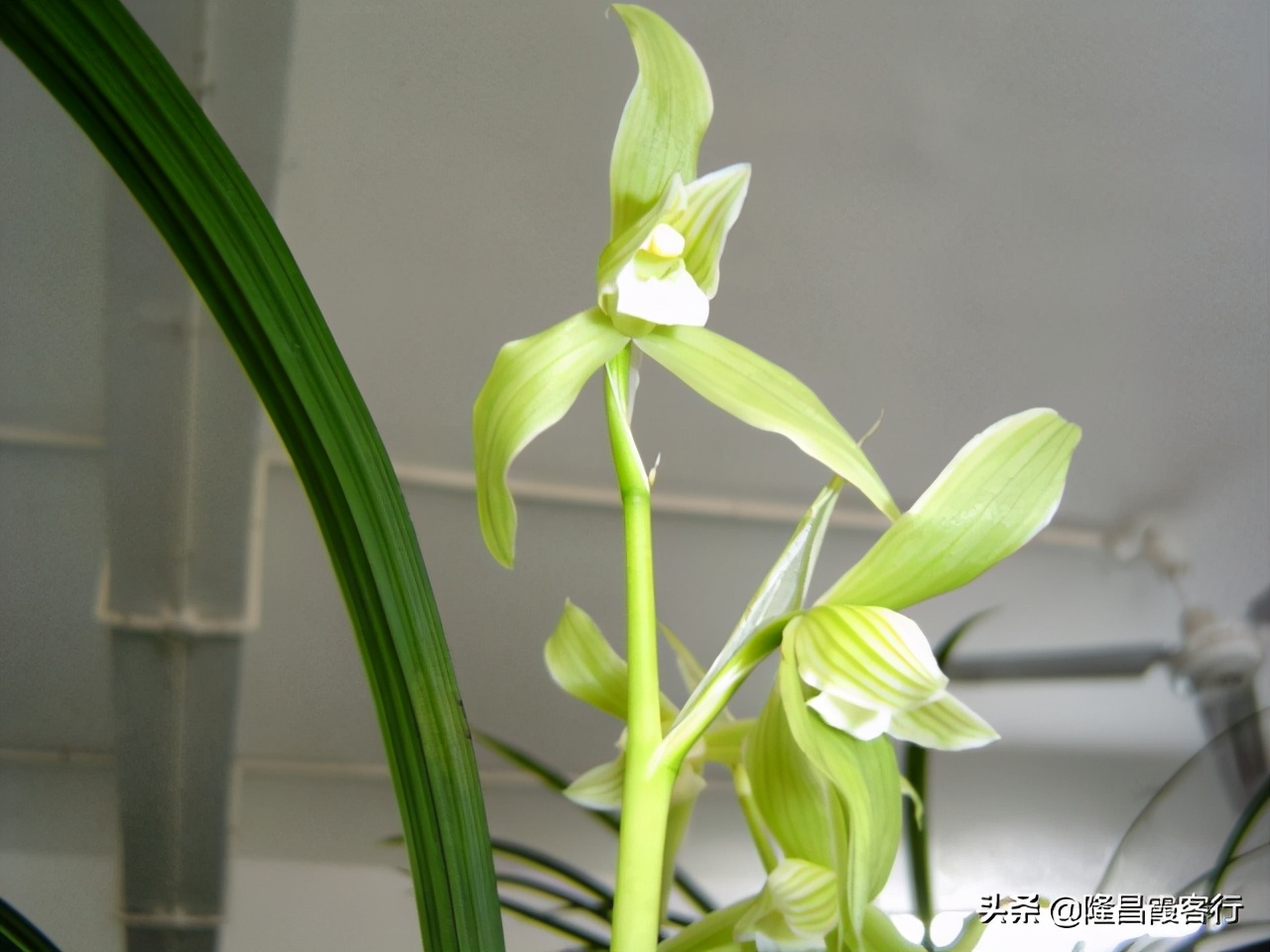 隆昌素“云顶香”险些绝迹的旧事