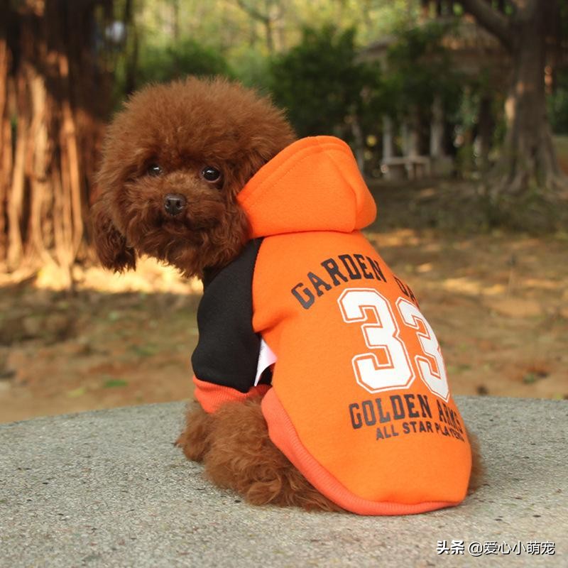 网红犬泰迪,泰迪宠物犬的优点和缺点