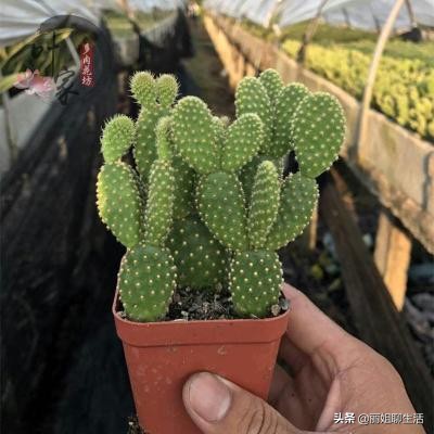 家里仙人掌开花了有什么预兆,家里仙人掌枯萎了