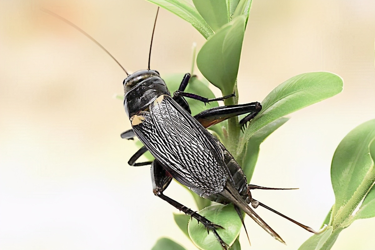 投资3000元养殖蟋蟀利润,投资5000元养殖蟋蟀利润