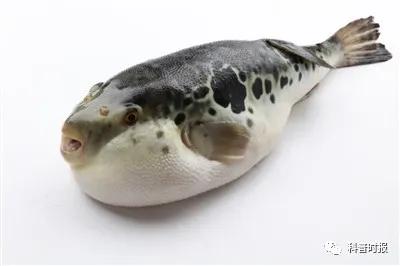 且持卮酒食河豚打一动物,辽阳探美食