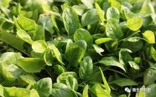 菠菜发黄不生长是什么原因,阳台种的菠菜发黄怎么回事
