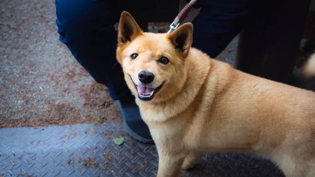 我的少年伙伴，七窍玲珑神犬——欢欢