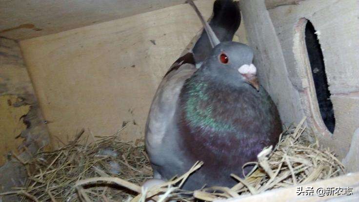 男子养鸽子发家致富销路太好,农村养鸽子致富路