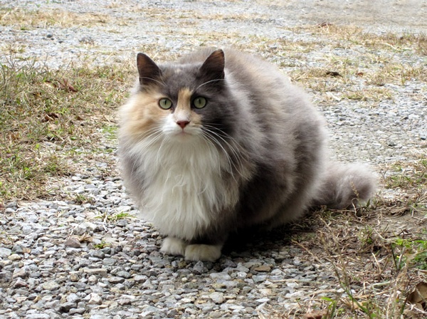 各种猫咪花纹品种,名贵品种猫咪大全