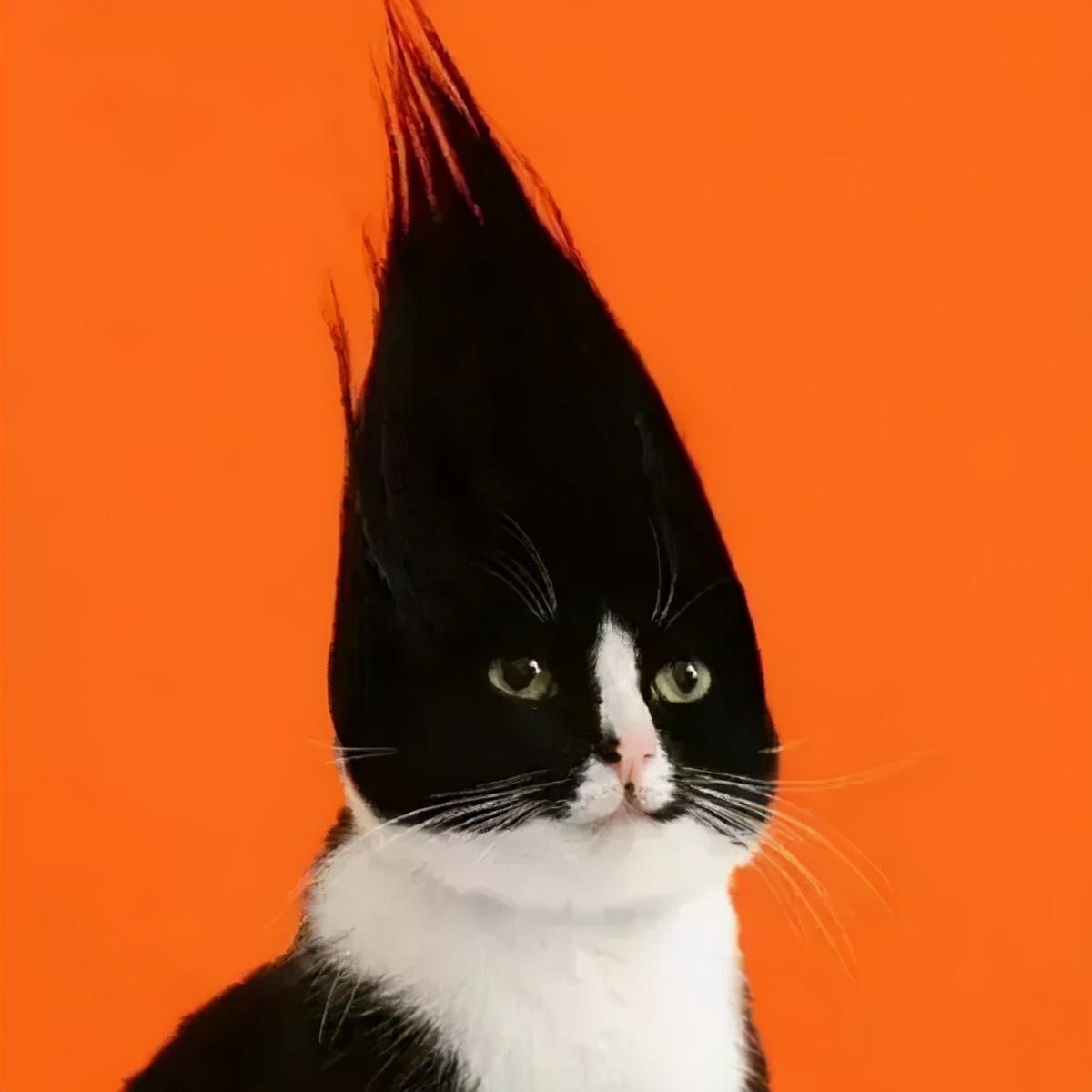 哈哈哈哈哈我笑到我家的狗偷开邻居家的车送我去精神病院