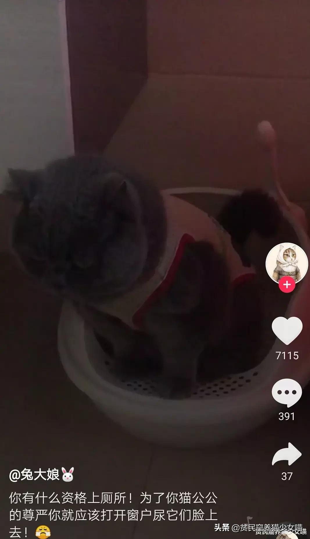 铲屎官对家养猫咪失望,铲屎官对猫咪的无语瞬间