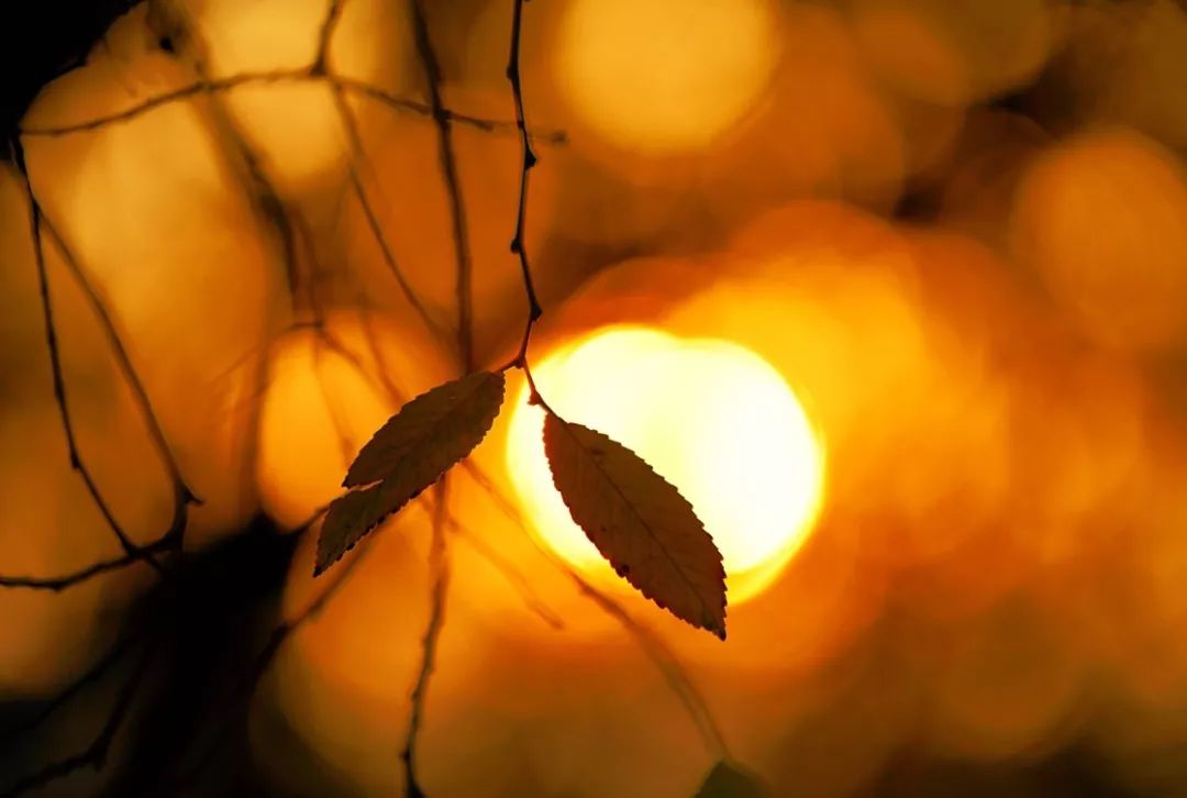 国医大师裘沛然是哪里人,裘沛然国医大师医案