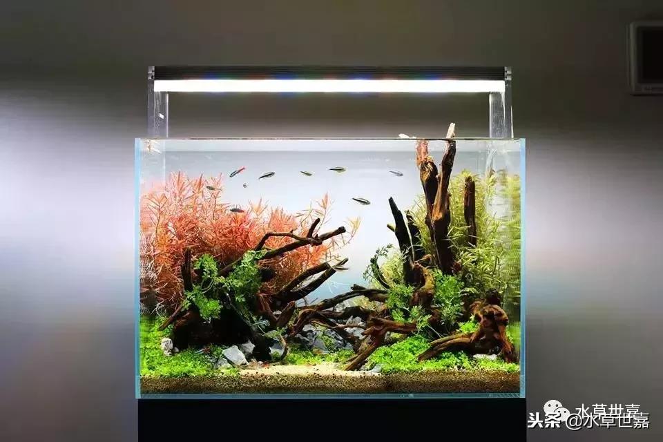 40厘米鱼缸杜鹃根造景,杜鹃根水草缸