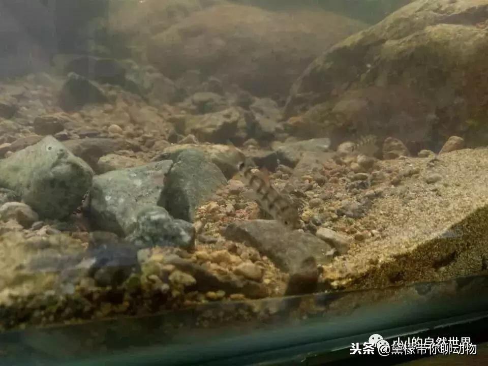 丛林造景黄缘龟池设计图大全,龟宝宝黄缘龟生态缸造景教程