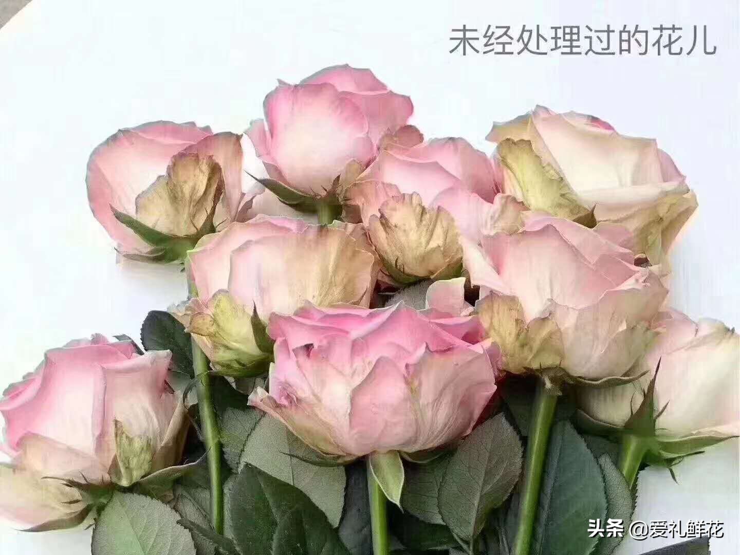 鲜切花玫瑰花上有小白虫子怎么办,鲜切花玫瑰怎样区分品质好坏