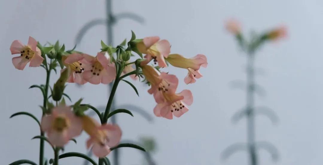 90后做玩具,90后学霸创业做淘宝