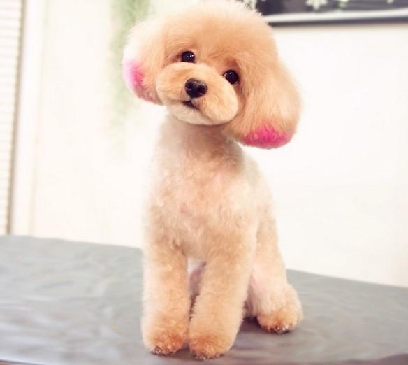 新手养泰迪狗养公狗好还是母狗好,养泰迪狗新手入门必知