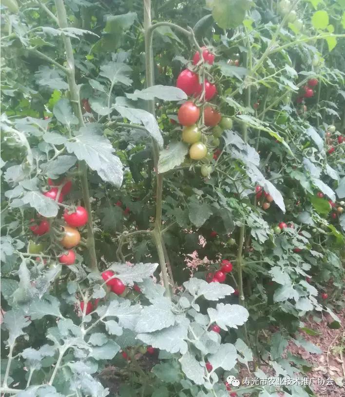 番茄花打顶补救方法,西红柿打顶花怎么处理