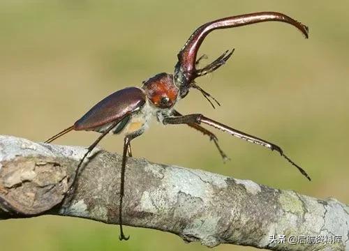 bbc纪录片life鸟类,bbc纪录片生命life7集