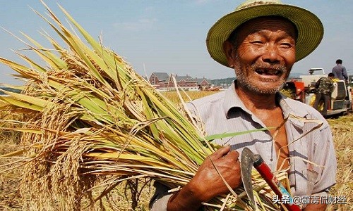 提高粮食价格能留住农民种地吗,粮食价格那么低农民怎么赚钱