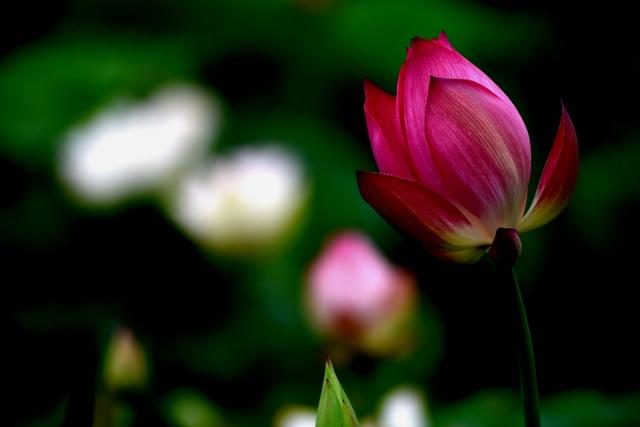 最美的荷花诗句,一起赏荷花的诗词歌赋