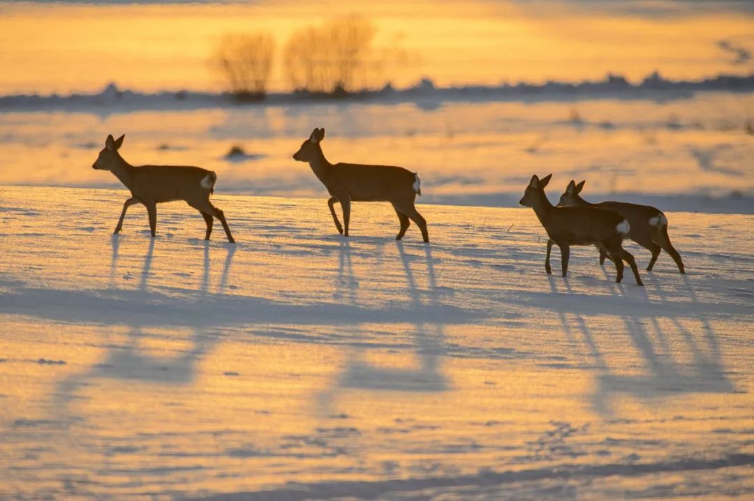 东北傻狍子到底有多傻,东北傻狍子有多傻视频