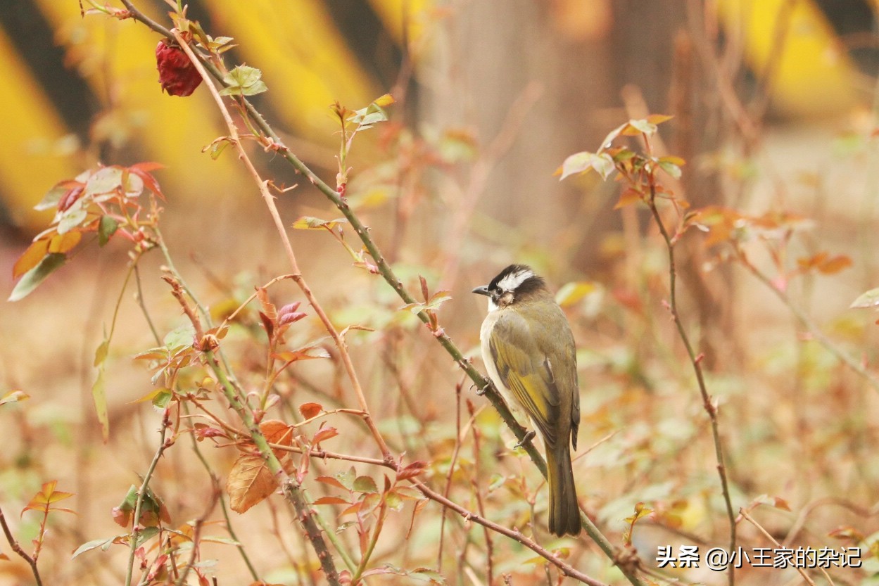 国际爱鸟日天桥岭,国际爱鸟日