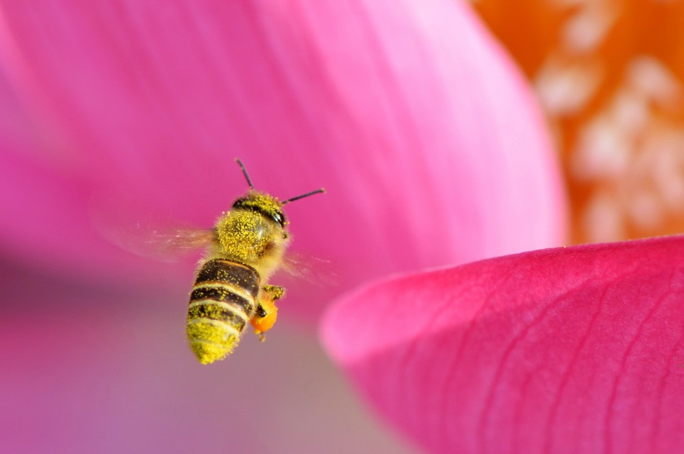 蜜蜂的美丽高清图片大全,蜜蜂高清照