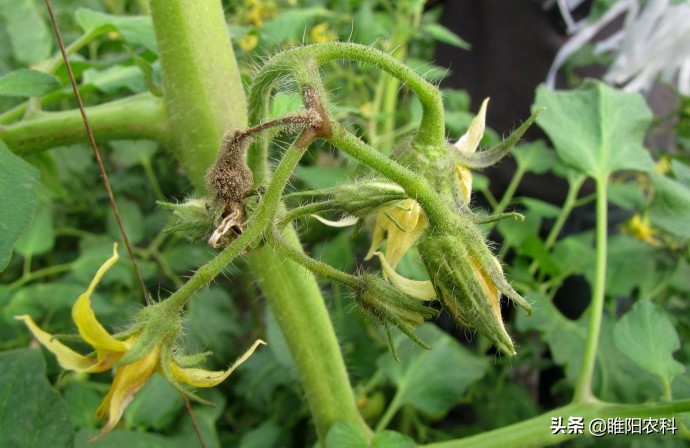 灰霉病怎么治疗彻底根除,灰霉病怎么补救