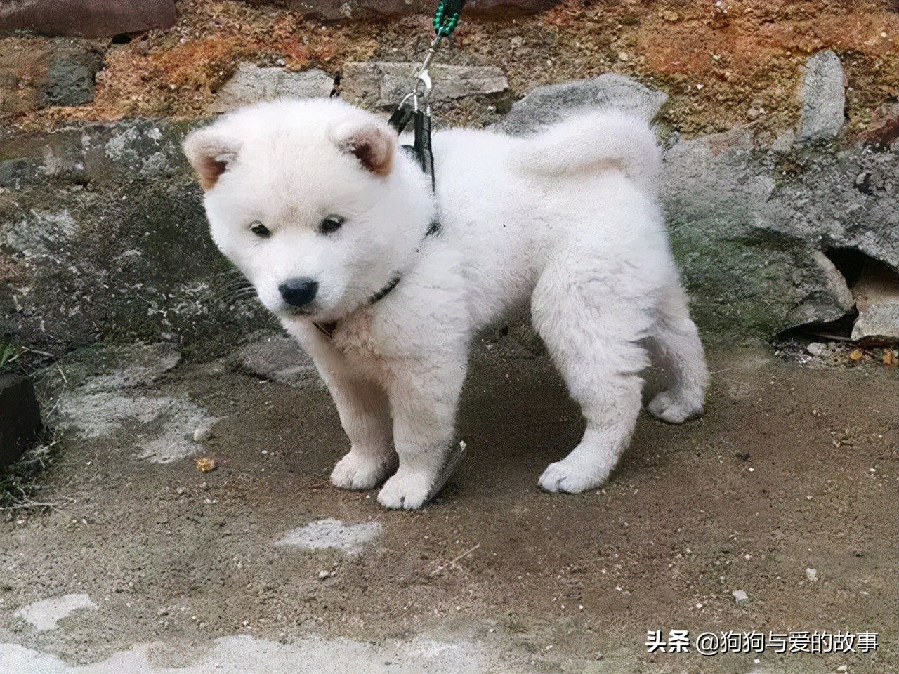 发财了!花了三十五买回的白色土狗,朋友见后说值两千