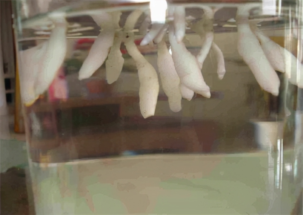 吊兰水培养鱼怎么养好活,水培吊兰可以养小鱼