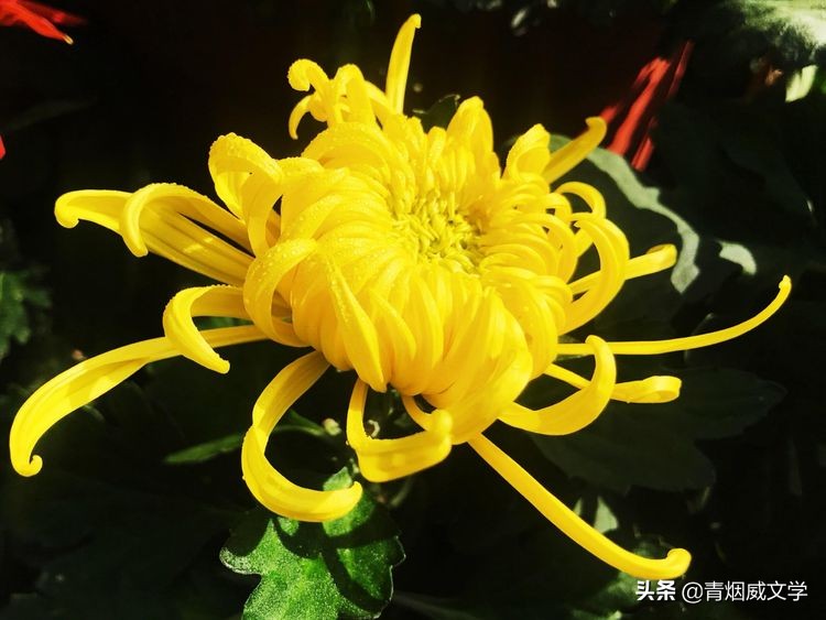 岁月无情风过肩（随笔）