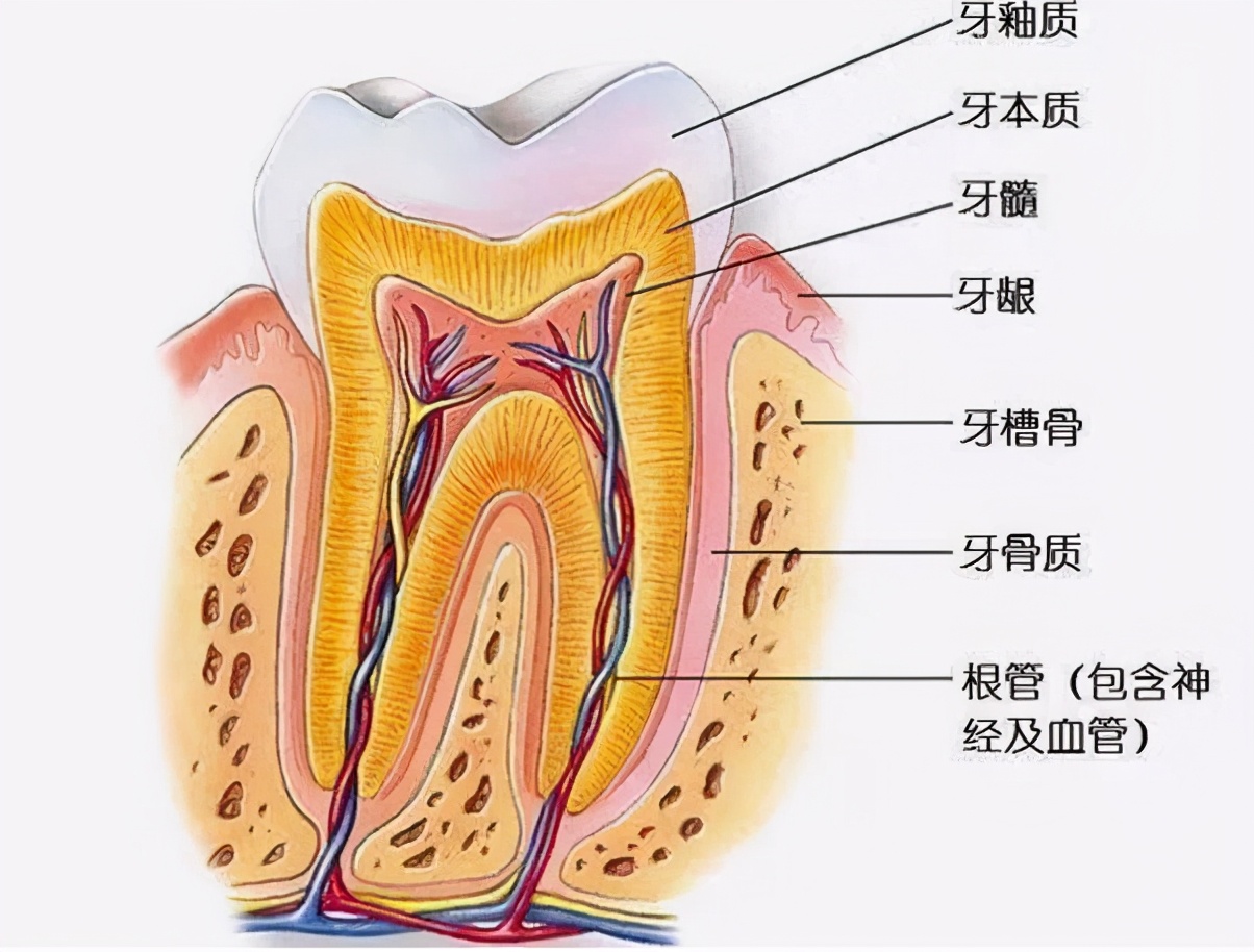 牙齿矿化通俗易懂,如何促进牙齿再矿化