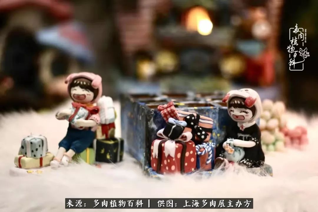 2023多肉展会直播,2023上海多肉植物展