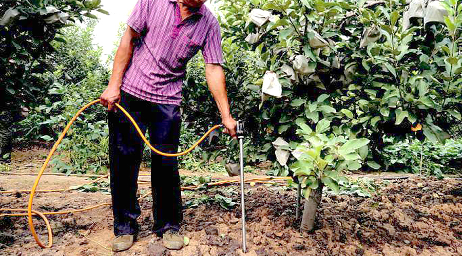 苹果缩果的危害,苹果缩叶病原因和治疗方法