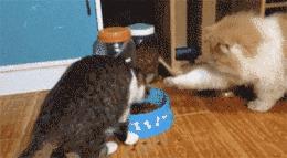 猫圈玄学,十橘九渣