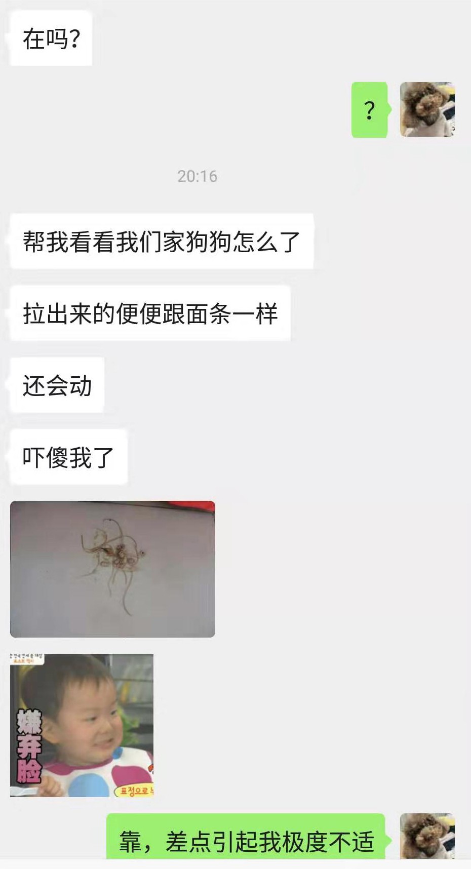 狗狗拉出一条蛔虫肚子里还会有吗,狗狗粪便拉出来会动的虫子