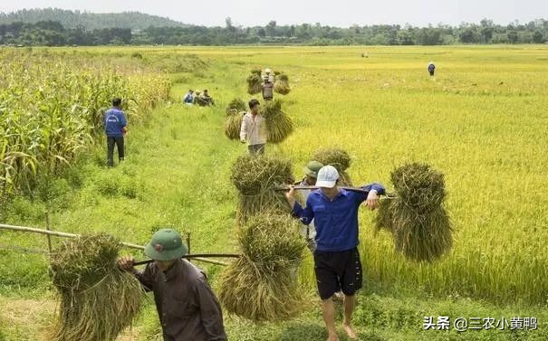 明年是辛丑寡妇年，俗语“寡年遇到牛，瓮里米生虫”，啥意思？